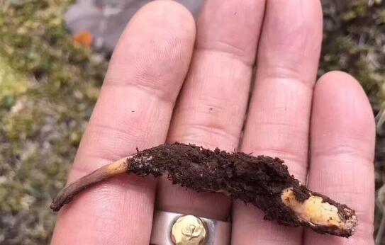 蟲草怎樣才算是品質好的