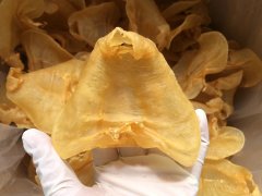 說一說花膠是什么魚的魚肚