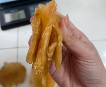 土鳘是北海魚膠嗎