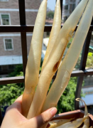 鰻魚膠多少錢一斤