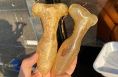 蜘蛛膠馬來好還是印尼好