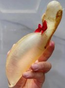 小孩咳嗽期間能吃蜘蛛魚膠嗎