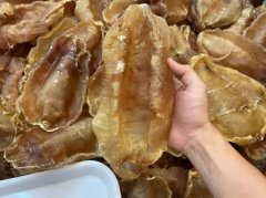 斗湖魚膠的營養價值及功效
