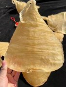 斗湖膠是脆口還是糯口的