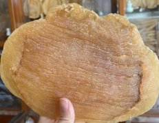今天來告訴大家如何泡發花膠廣東做法