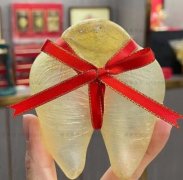 30年漁民來告訴你蝴蝶膠和黃花膠哪個好