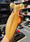 ?20年營養師告訴你魚膠一周吃幾次最好