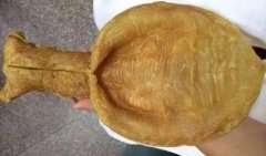 魚膠怎么吃效果最好